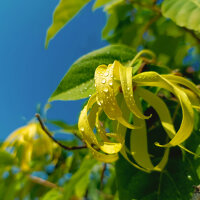 OLFAZETA for Chogan Duft 146 - Luxury Unisexparfüm...