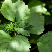 OLFAZETA for Chogan Duft 147 Dark Nectar - Herrenparfüm mit 30% Essenz - 30 ml