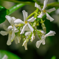 OLFAZETA for Chogan Duft 161 Eternal Love For Her - Damenparfüm Nachfüllflakon