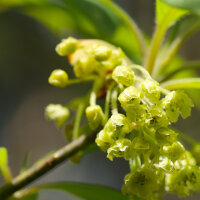 OLFAZETA for Chogan Duft 161 Eternal Love For Her - Damenparfüm Nachfüllflakon