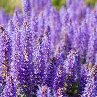 OLFAZETA for Chogan Duft 162 Eternal Love For Him - Herrenparfüm Nachfüllflakon